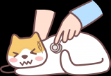 小猫换季会拉肚子吗？