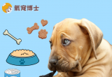 狗狗没有牙齿了怎么吃饭？
