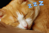 猫咪一整天都在睡觉正常吗？