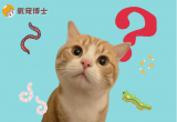 怎么知道猫咪身上有没有虫？