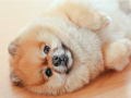 幼犬犬瘟热转阴后怎么预防抽搐？