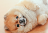 幼犬犬瘟热转阴后怎么预防抽搐？