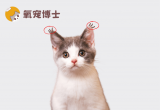 猫咪没有&ldquo;聪明毛&rdquo;就不聪明吗？