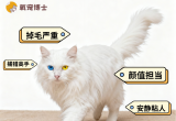 山东狮子猫好养吗？