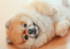 幼犬犬瘟热转阴后怎么预防抽搐？