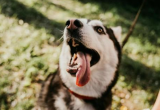 怎么知道狗狗有没有狂犬病？