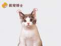 猫咪没有&ldquo;聪明毛&rdquo;就不聪明吗？