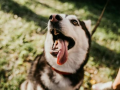怎么知道狗狗有没有狂犬病？